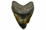 Fossil Megalodon Tooth - North Carolina #378021-1